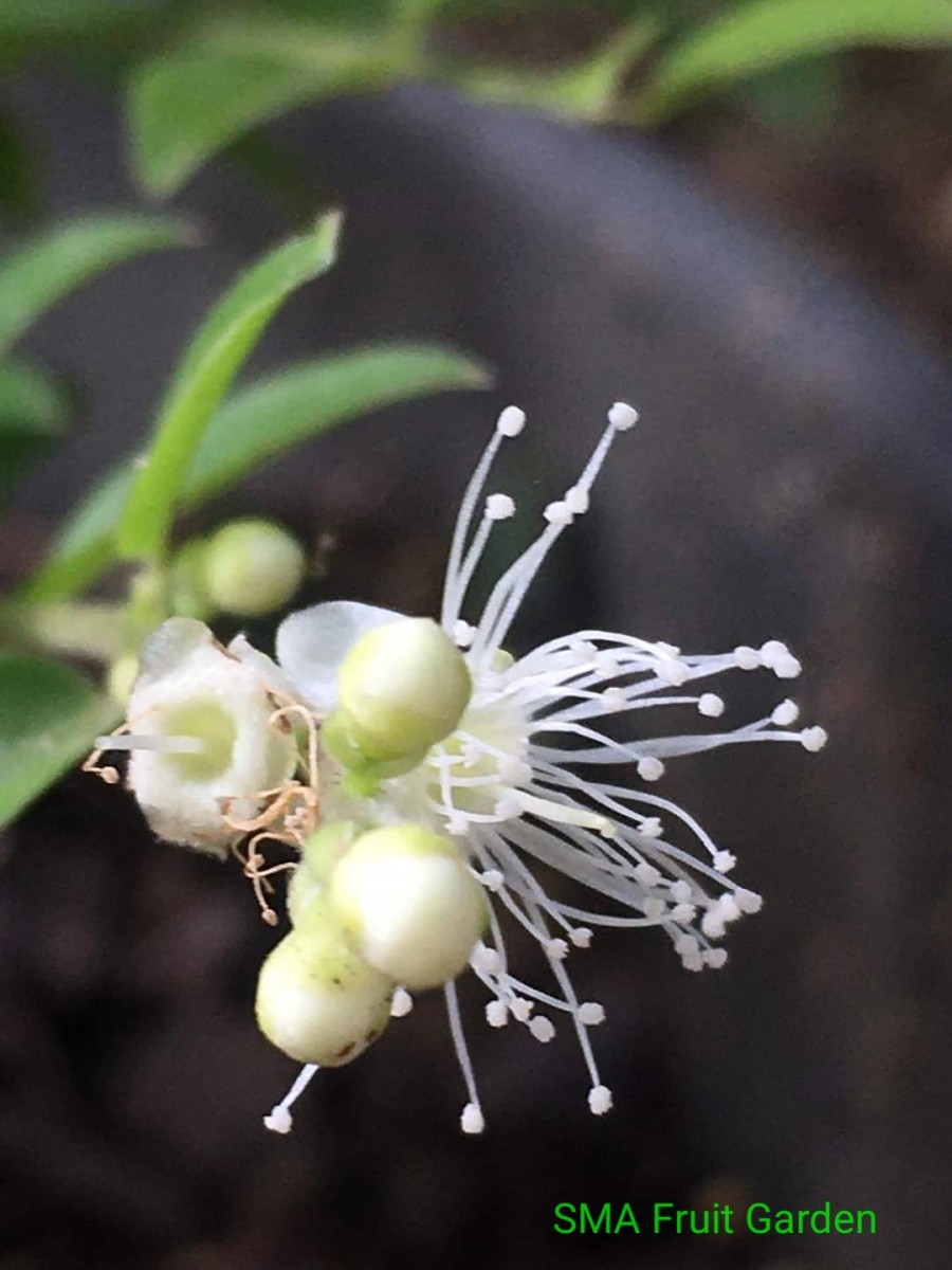 Plinia cauliflora (Mart.) Kausel